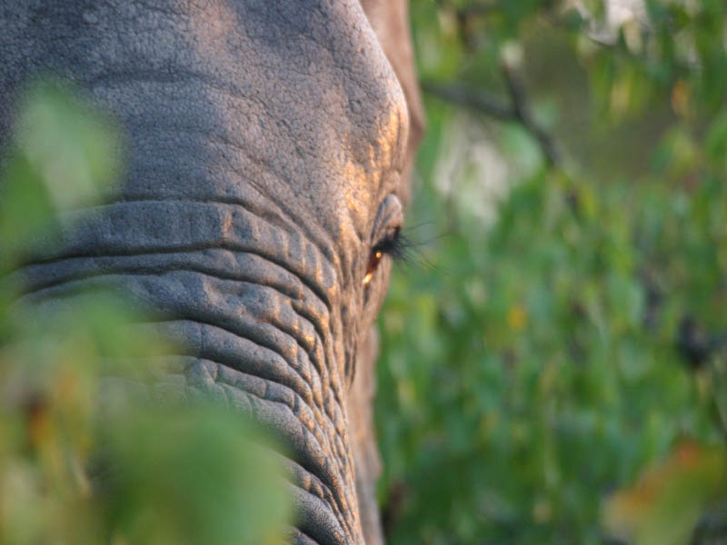 Safari zu den Elefanten in Afrika: Namibia und Botswana